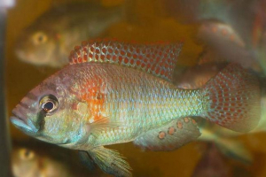 Haplochromis bourton: jak zdobyć potomstwo w ustach? Haplochromis bourton: jak zdobyć potomstwo w ustach?